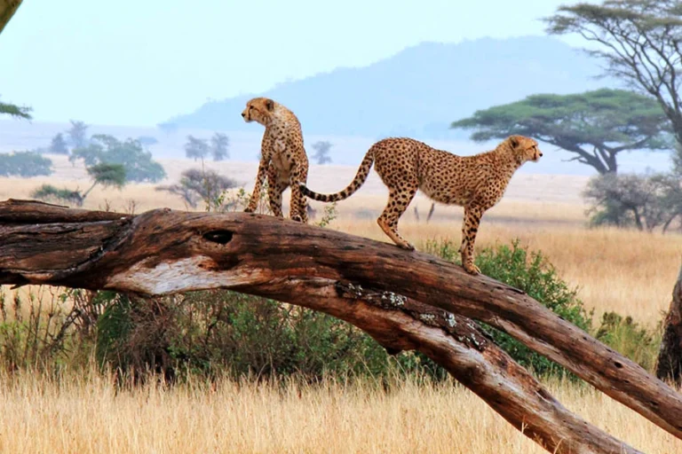 5 Days Tanzania Luxury Safari