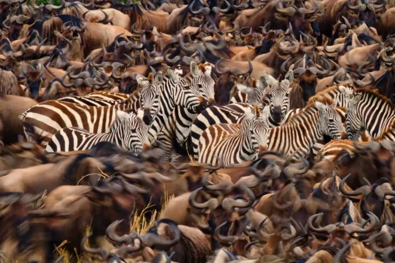 Great Migration Safaris